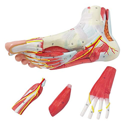 Generies Natural Large Foot Anatomical Model 9 Parts with 81 Digital Signs