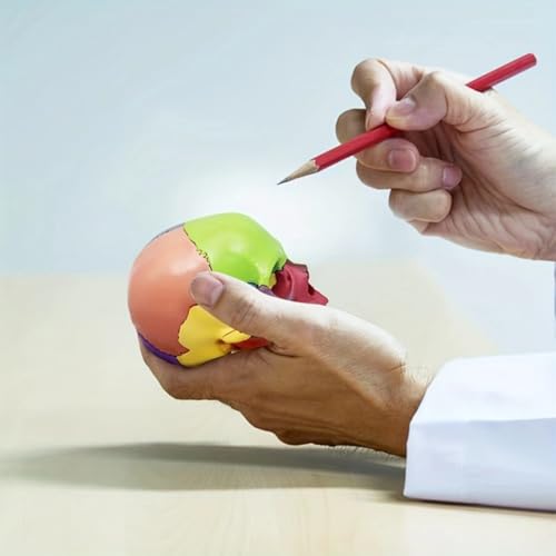 Anatomical Skull Model 15 Parts Human Color Exploded Assembly Palm-Sized
