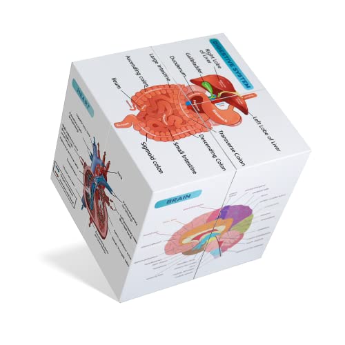 kaitnax Human Anatomical Poster Set Anatomy Study Cube Medical Student Learning Tool Anatomy Chart Set, 9 Parts Heart, Muscular, Skeletal, Digestive, Circulatory etc. Gift Package 3.9"X3.9"