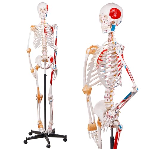NLShan 70.8 Inches Human Skeleton Model for Anatomy - Life Size Anatomical Human Skeleton Model with Joint Ligaments 70.8 in with Rolling Stand for Medical Skeleton Study and Display - color: Red+White