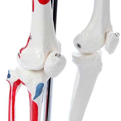 Axis Scientific Mini Human Skeleton Model with Metal Stand, 31" Tall, Painted and Numbered Muscle Insertion and Origin Points, Product Manual for Study