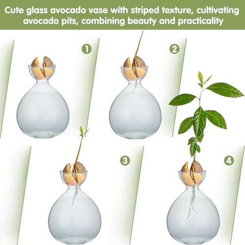 2PCS Small Avocado Grow Vase Glass Acorn Seed Starter Vase Pot for Growing - size: 2PCS Plain 3.74*3.74*5.11inch