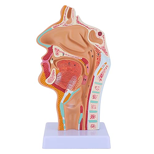 Human Nasal Cavity Throat Anatomy Medical Model - Human Anatomical Pharynx Larynx Model for Medical Students Study Display Teaching Medical Model