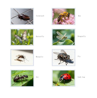 Thematic Animal X-Rays, Set of 16, Simulation Specimen, Science Education Materials for Kindergarten & Preschool, Light Table Accessories, Montessori & Reggio-Inspired (Insects) - color: Insects