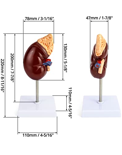 QWORK Life-Size Human Kidney Model, Educational Anatomy Replica Two-Part Structure Teaching Tool for Classroom and Biology Study