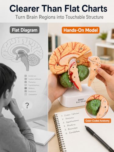 Human Brain Model, 41 Numbered Brain Anatomy Model, Life-Size, 8 Parts