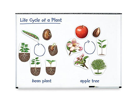 Learning Resources Giant Magnetic Plant Life Cycle - STEM Growing Seed, Montessori Tree , Biology Cards, Classroom Teacher Must Haves Activities, Science Homeschool Essentials, Gifts for Students
