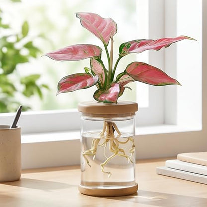 Propagation Stations,Plants Propagation Station Desktop Plant Terrarium Glass Hydroponic Vases, Water Plant Jars, Gardening for Women Mom Plant Lovers,1Pcs