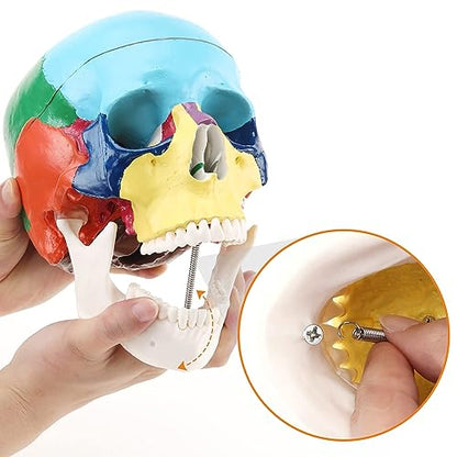RONTEN Human Skull Anatomical Model, Painted Medical Skull 3-Part Removable Skull Cap and Moving Jaw, Display Model for Medical Student Human Anatomy Teaching and Studying(Asia) - style: Asia Color Skull Model