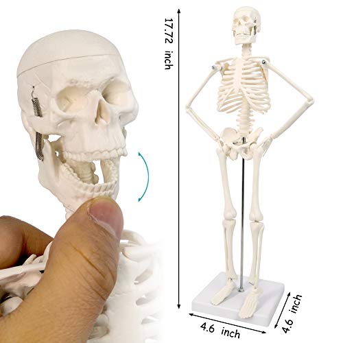 Human Skeleton Model,Heart Models-Best Anatomy Model Bundle Set of 3 Hands-on 3D Model Study Tools for Medical Student or as Educational Kit