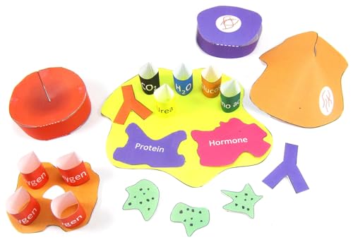 NewPath Blood 3-D Paper Model Making Kit, Set/5 Full-Color, Paper Model Templates & Teachers Guide (24-7780)