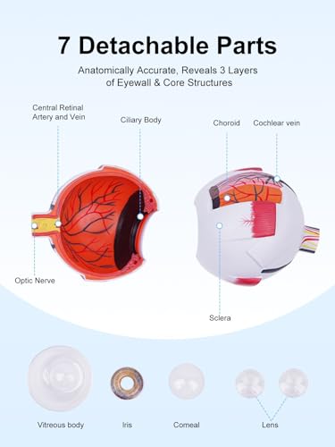 6X Enlarged Eyeball Model Detachable Eye Anatomy Model with Stand for Medical Science Education & Classroom Display