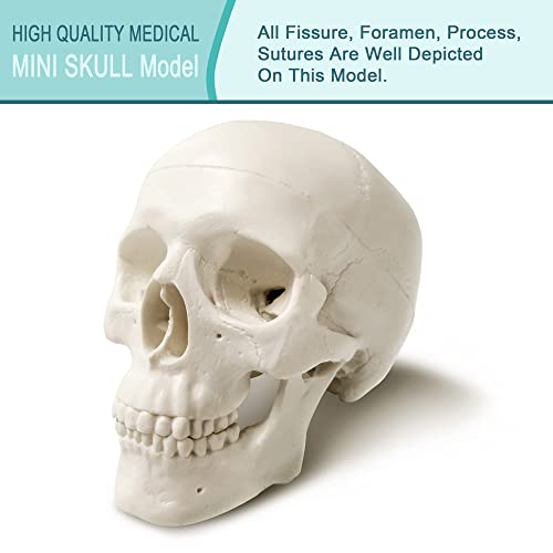 2026 New Human Skull Model, 3 Part With 2-Part Brain, Half Life Size