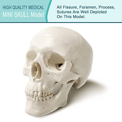 2026 New Human Skull Model, 3 Part With 2-Part Brain, Half Life Size