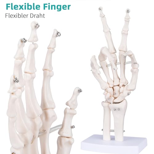 Human Skeleton Hand Model - Life Size Anatomical Finger Bone Model with Articulated Flexible Joints Shows Wrist Ulna Radius for Medical Demonstration Study Education & Display Base