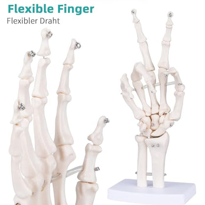 Human Skeleton Hand Model - Life Size Anatomical Finger Bone Model with Articulated Flexible Joints Shows Wrist Ulna Radius for Medical Demonstration Study Education & Display Base