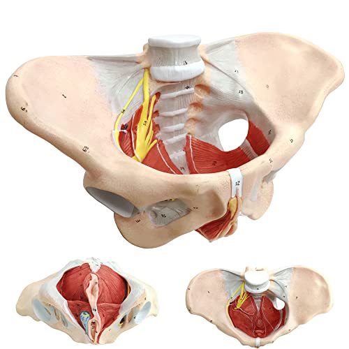 Female Pelvis Muscle Model, with Pelvis/Pelvic Floor Muscle/Perineum