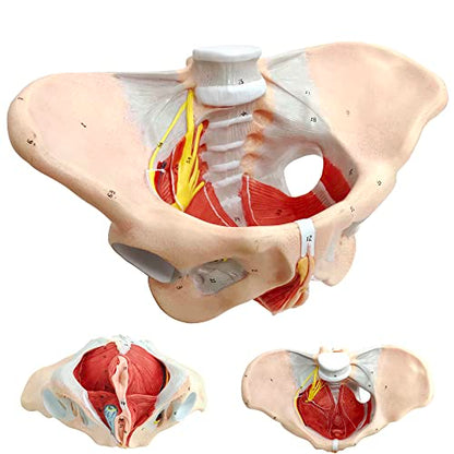 Female Pelvis Muscle Model, with Pelvis/Pelvic Floor Muscle/Perineum
