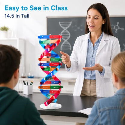 Toddmomy Educational DNA Double Helix Model Kit for Kids DIY Structure Science Toy Interactive Biology Learning Aid Classroom Decor 14. 5"