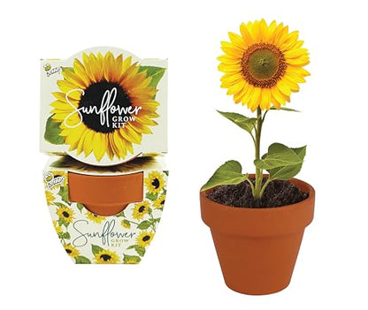 BUZZY Seeds Sunflower Grow Kit 12-Pack, Terracotta Pots, Indoor Garden - color: 12pk Sunflower