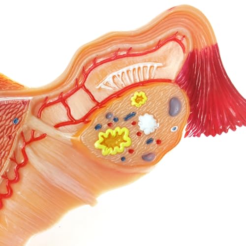 Human Uterus and Ovary Anatomical Model, Life-Size Realistic Female Anatomical Organs for Medical Science Education Study or Teaching