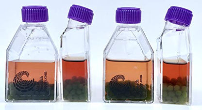 Algae Research and Supply: Live Algae Beads (200 Count) Science Kit for Classroom Photosynthesis and Respiration Experiments - style: 200-Algae Beads Only