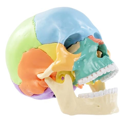 New Anatomy Skull Model 15 Parts Human Color Exploded Skull Detachable - color: Blue