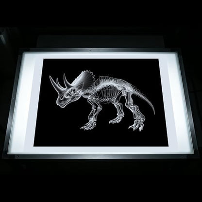 Thematic Animal X-Rays, Set of 16, Simulation Specimen, Science Education Materials for Kindergarten & Preschool, Light Table Accessories, Montessori & Reggio-Inspired (Dinos) - color: Dinos