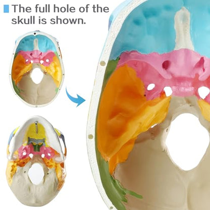 2026 New Anatomy Skull Model Human Medical Skull Model