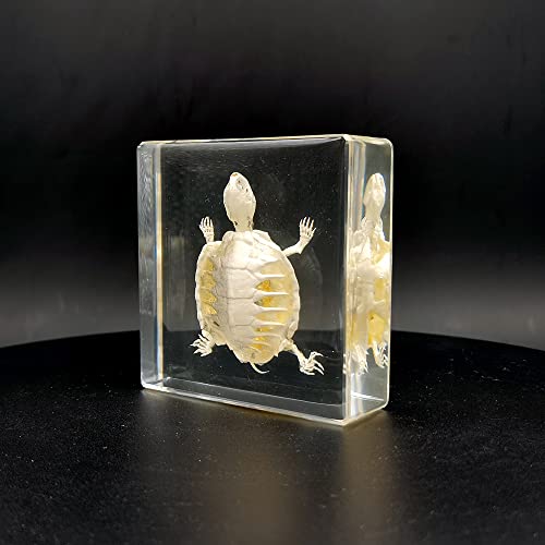 Real Turtle Skeleton Specimens in Resin Paperweight Crafts, Animal Taxidermy Collection for Science Education & Desk Ornament (Turtle Skeleton) - color: Turtle Skeleton