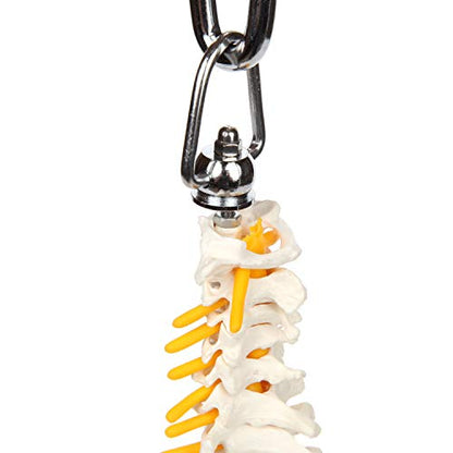 Axis Scientific 15.5" Miniature Spine Model, Vertebrae
