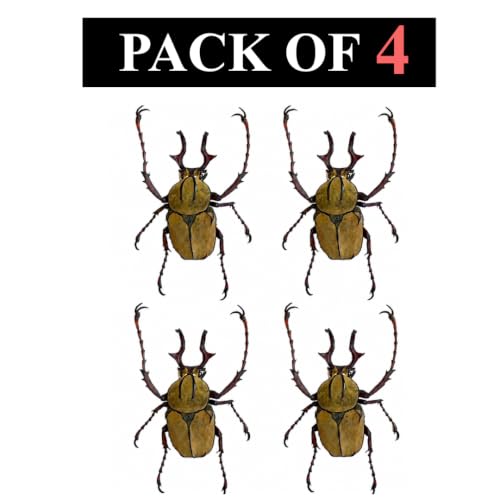 4 Real Stag Beetle Specimens Wallichii Velvet Unmounted Taxidermy BO52X4 - color: 4 Beetle #52