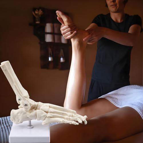 Human Foot Ankle Model Life Size 1:1 Skeleton W/Tibia Fibula - color: Foot joint