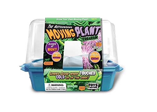 Terrarium Starter Kit - Astounding Moving Plant