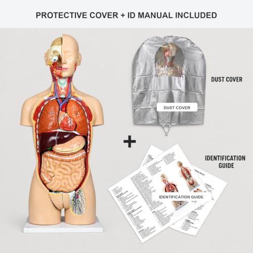 Vision Scientific VAT108-N-DC Life-Size Dual-Sex Human Torso Anatomy Model, 27 Removable Parts, Interchangeable Male/Female Systems, Open Back, Numbered Key & Manual, Zip Dust Cover — Medical & Nursing