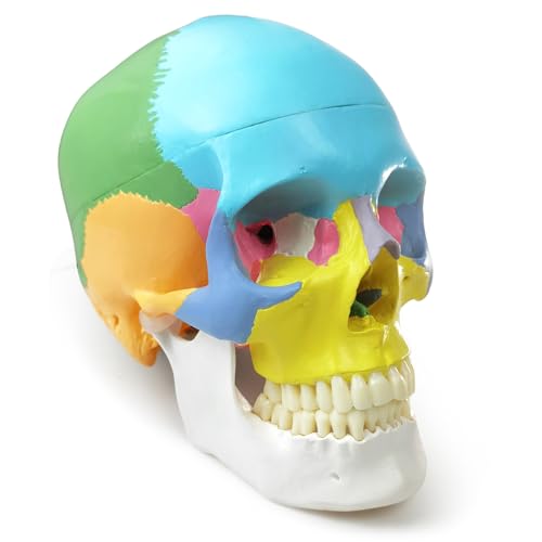 2026 New Anatomy Skull Model Human Medical Skull Model