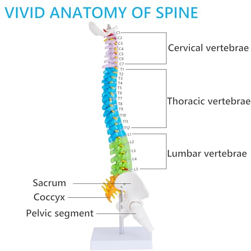 Mini Spine Anatomy Model - 15.5’’ Miniature Human Color Spine Model with All Nerves for Medical Learning - Vertebra Spine Model for Instruction Teaching, Study and Display