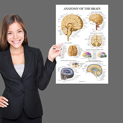 Palace Learning Brain Anatomy Poster - Laminated - Anatomical Chart of the Human Brain (Laminated , 18" x 24") - color: Laminated