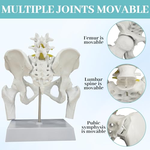 Female Pelvis with Baby Model, Life Size Elastic Pelvis Movable Femur Heads and Flexible Lumbar Spine Joints for Doula Childbirth Education Tools Obstetrics Gynecology Patient Communication - size: Enlarged Pelvis Model