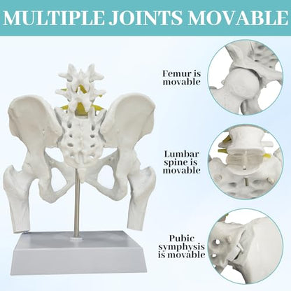 Female Pelvis with Baby Model, Life Size Elastic Pelvis Movable Femur Heads and Flexible Lumbar Spine Joints for Doula Childbirth Education Tools Obstetrics Gynecology Patient Communication - size: Enlarged Pelvis Model