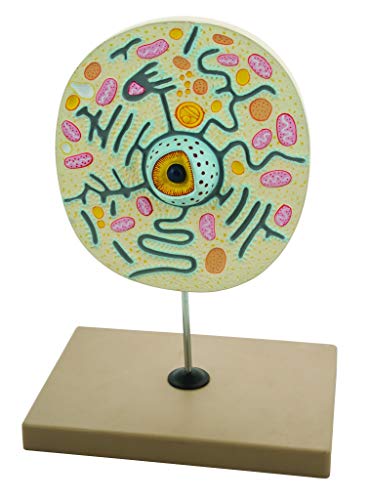 Eisco Labs Animal Cell Model on Stand; greatly magnified; Cell 9" X 8" X 3"