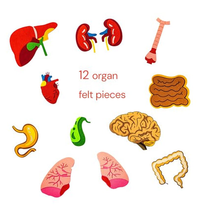Human Body Model for Kids-Human Body Parts Learning Felt Board Set for Toddlers-Felt Wall Activities-Educational Storytelling Toy for Daycare Home Preschool-Teacher Daycare Supplies