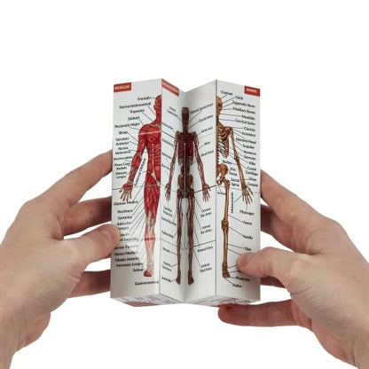 Human Anatomy Study Cube | Study 9 Parts of The Human Body | Perfect Anatomy Revision Guide | Addictive Anatomy Model Cube | Great Gift for Nurse, Dentist, Medical Students