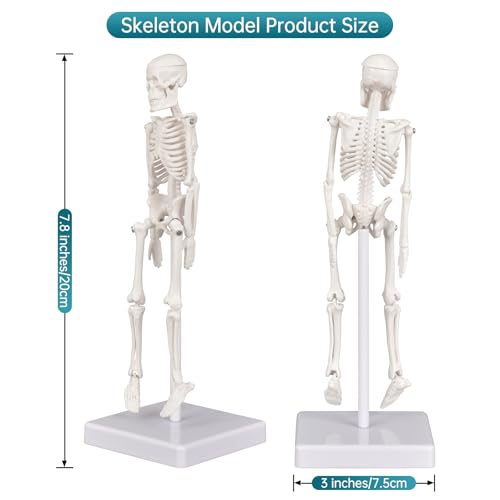 Mini Skeleton Model, 7.8" Small Anatomy Skeleton Figure, Movable Arms and Legs, Human Body Model with Base, Human Bones for Teaching Tool, Decoration (Pack of 2) - size: 7.8" Skeleton model (Pack of 2)