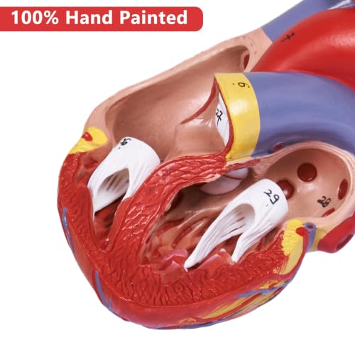 breesky Scientific Human Heart Model 2-Part Life Size Human Heart Replica Color Printed Held Together with Magnets & Mounted Display Base