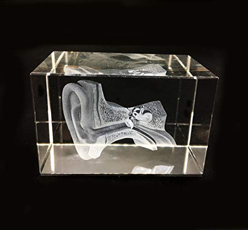 3D Human Ear Anatomical Model Paperweight(Laser Etched) in Crystal Glass Cube Science Anatomy Gift (No Included LED Base)