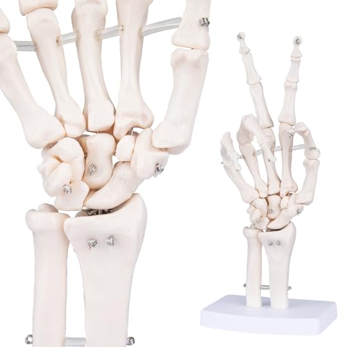 Human Skeleton Hand Model - Life Size Anatomical Finger Bone Model with Articulated Flexible Joints Shows Wrist Ulna Radius for Medical Demonstration Study Education & Display Base