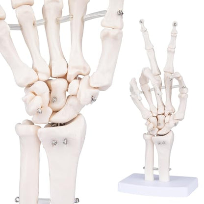 Human Skeleton Hand Model - Life Size Anatomical Finger Bone Model with Articulated Flexible Joints Shows Wrist Ulna Radius for Medical Demonstration Study Education & Display Base