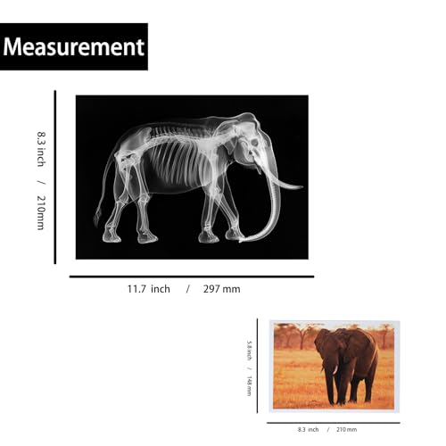 Thematic Animal X-Rays, Set of 16, Simulation Specimen, Science Education Materials for Kindergarten & Preschool, Light Table Accessories, Montessori & Reggio-Inspired (Zoo Animals) - color: Zoo animals
