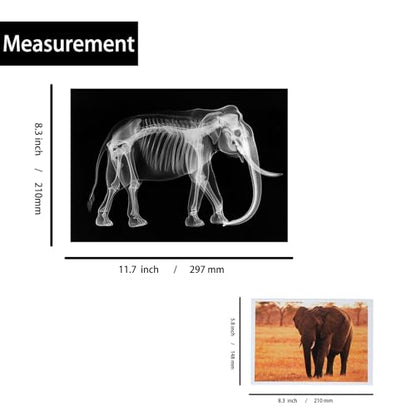 Thematic Animal X-Rays, Set of 16, Simulation Specimen, Science Education Materials for Kindergarten & Preschool, Light Table Accessories, Montessori & Reggio-Inspired (Zoo Animals) - color: Zoo animals